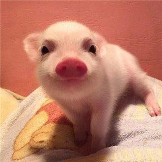 ÈçºÎÆÆ½âÀÏÄêÈ˳öÐÐÄÑ£¿½»Í¨ÔËÊ䲿µÈ²¿ÃÅÖ§ÕÐÁË