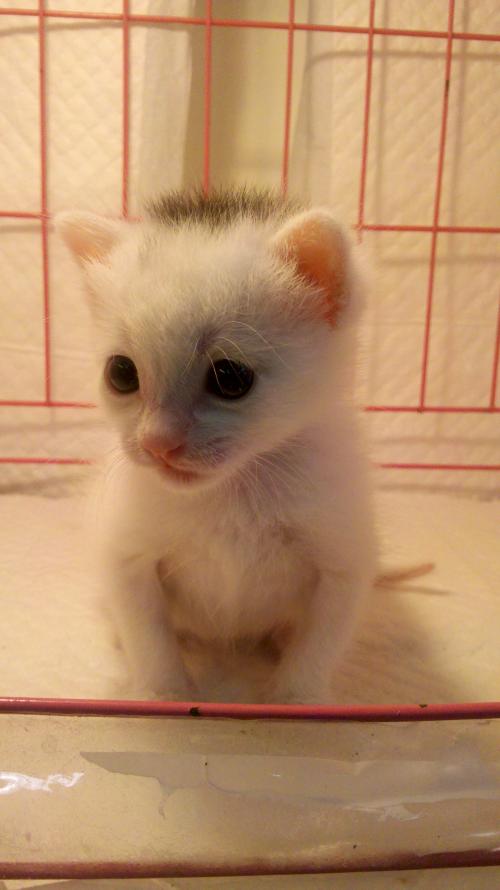 Àî¿ËÇ¿Ö÷³Ö³£Îñ»áÒé:¸÷ÀàÏîĿǷн´º½ÚǰÇåÁã